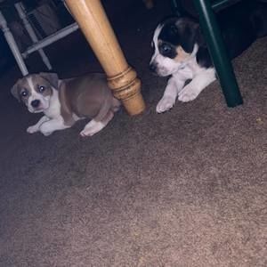 Meet your Posher, Ted